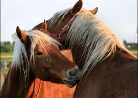 Paardendekenwasserij