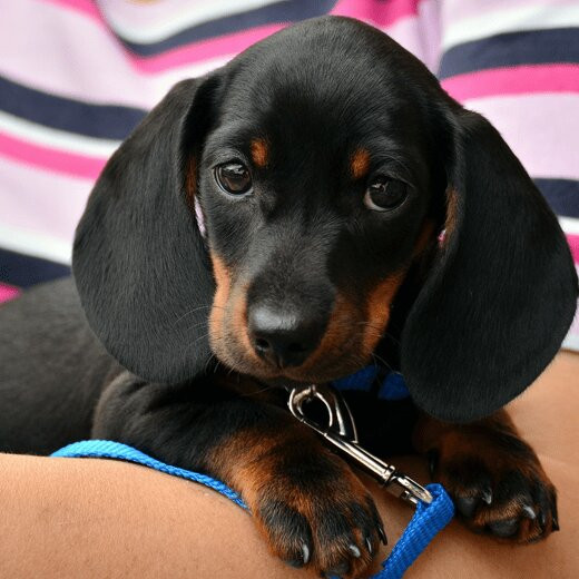 laundryexpert-branches-b-dierenzorg