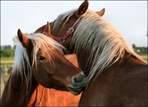 Paardendekenwasserij