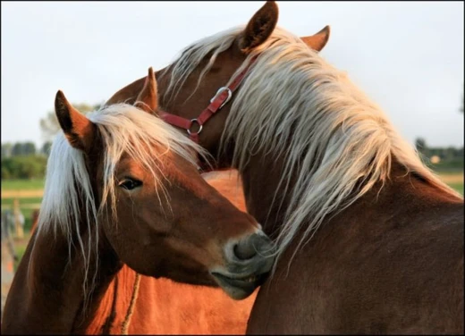 Paardendekenwasserij
