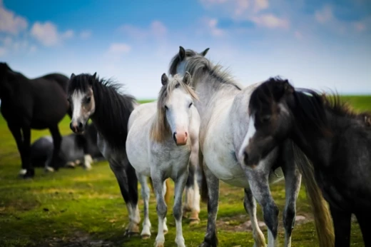 Paardenfokkerij