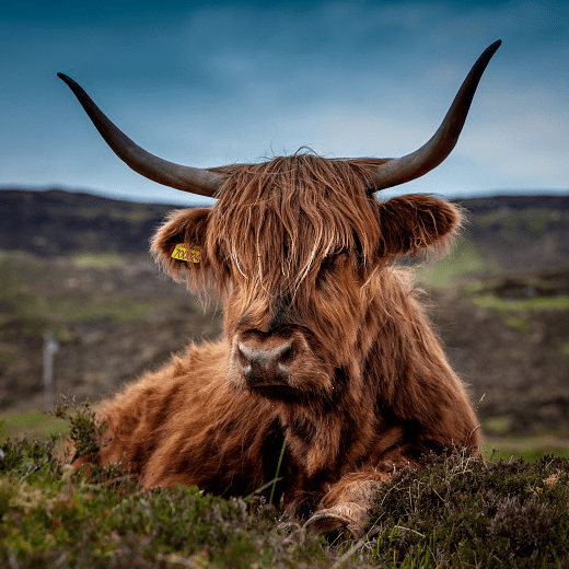 Dierenfokkerij_branche_socialblok_laundry_expert-