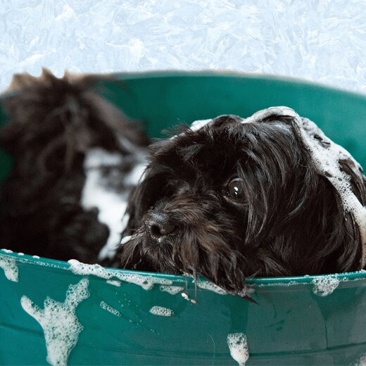 laundryexpert-branches-b-dierenzorg-dierentrimsalon