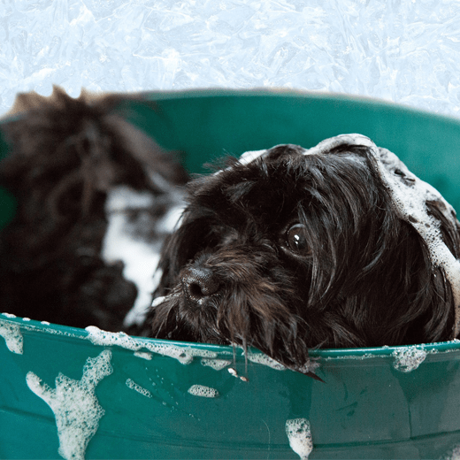 laundryexpert-branches-b-dierenzorg-dierentrimsalon